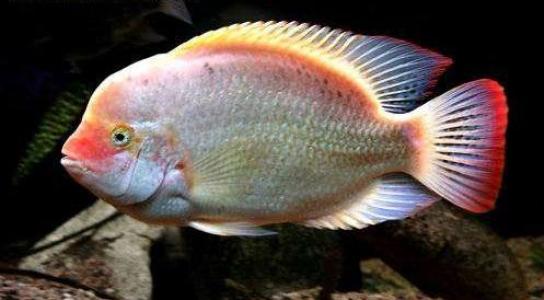 海鲜鱼图片 _ 第(11)张