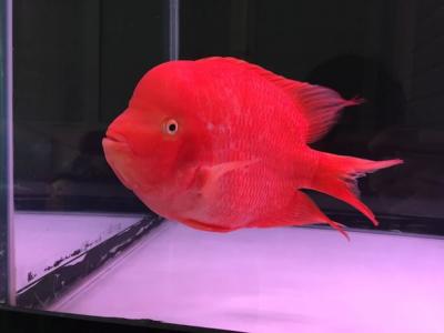 鱼图片图片 _ 第(10)张