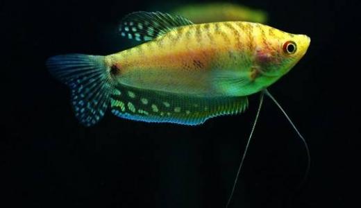 海鲜鱼图片 _ 第(9)张