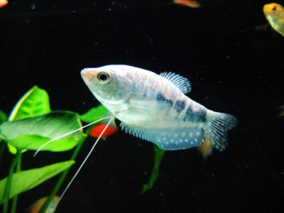 海鲜鱼图片 _ 第(9)张