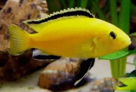 海鲜鱼图片 _ 第(4)张