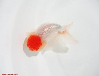 淡水鱼图片 _ 第(15)张