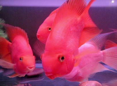 海鲜鱼图片 _ 第(9)张