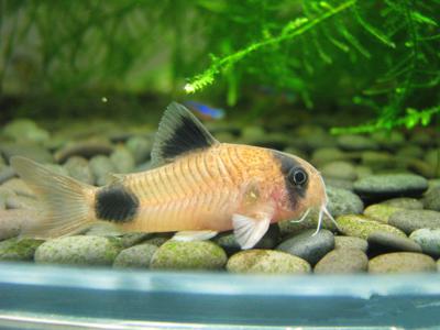 熊猫图片 _ 第(9)张