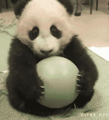 熊图片第0张