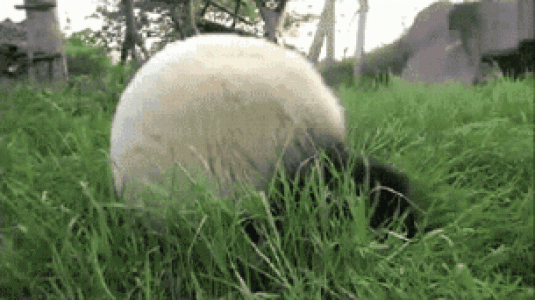 熊图片第3张