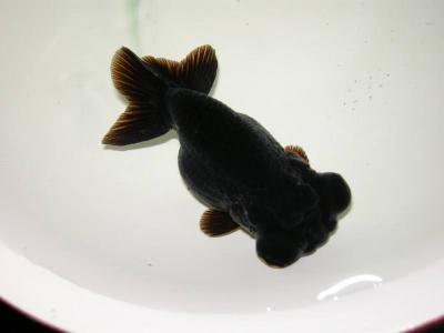 海鲜鱼图片 _ 第(9)张