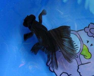 海鲜鱼图片 _ 第(11)张
