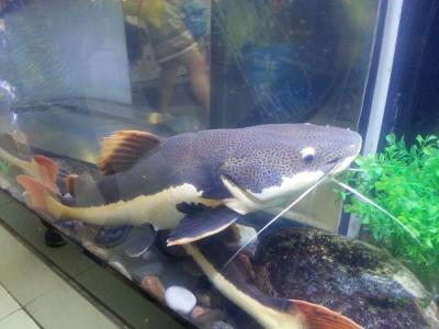 海鲜鱼图片 _ 第(9)张