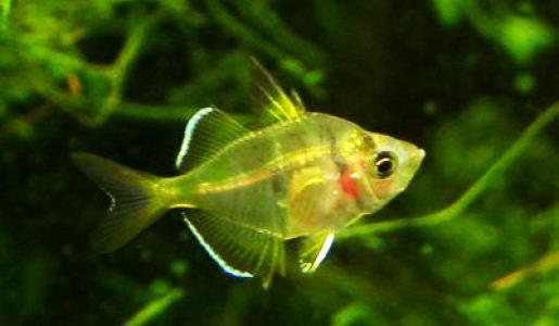海鲜鱼图片 _ 第(9)张