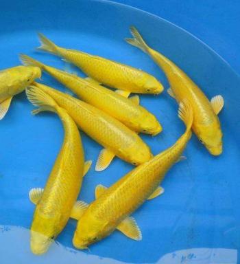 鱼图片第6张