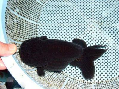 海鲜鱼图片 _ 第(3)张