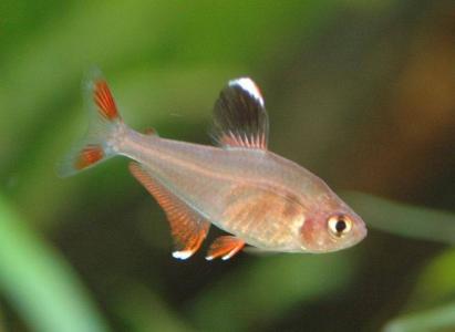 鱼图片第6张