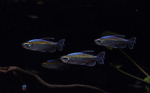 鱼图片图片 _ 第(10)张