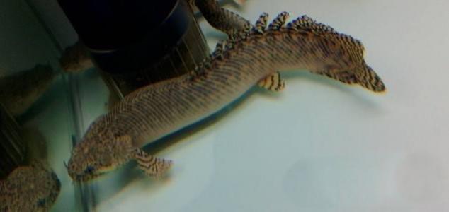 大花恐龙鱼图片  观赏鱼图片第5张