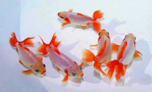 国风水彩好运锦鲤高清手机壁纸第4张
