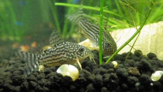 海鲜鱼图片 _ 第(8)张