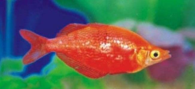 海鲜鱼图片 _ 第(3)张