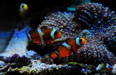 海鲜鱼图片 _ 第(12)张