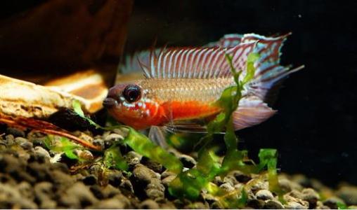海鲜鱼图片 _ 第(8)张
