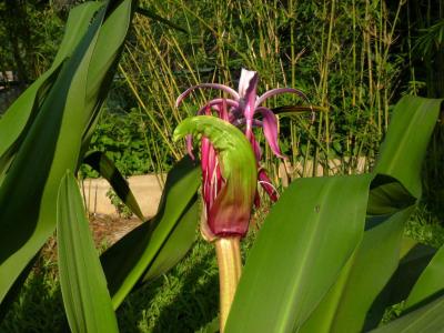红花文殊兰花图片  红花文殊兰图片  红花文殊兰植物图片第6张