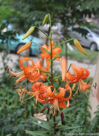 百合花第5张
