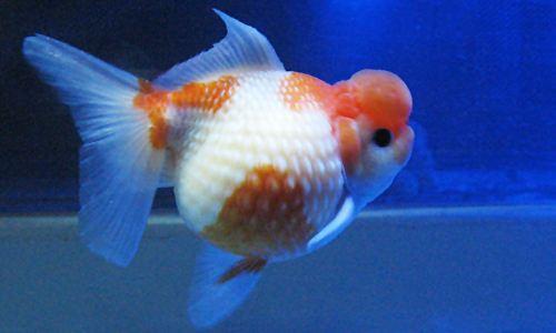 海鲜鱼图片 _ 第(9)张
