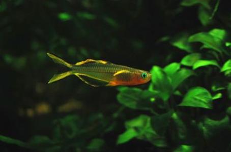 海鲜鱼图片 _ 第(8)张