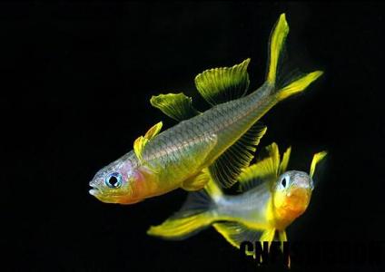 海鲜鱼图片 _ 第(15)张