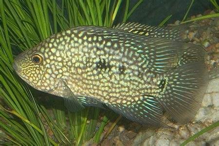 海鲜鱼图片 _ 第(6)张