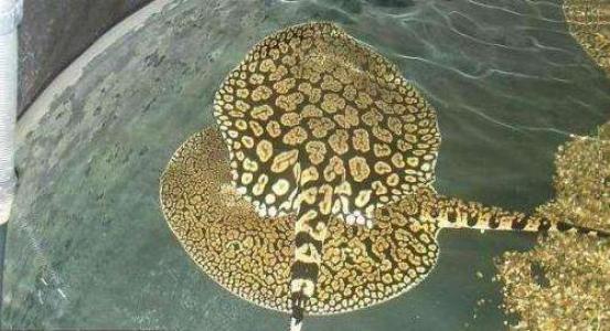 海鲜鱼图片 _ 第(8)张