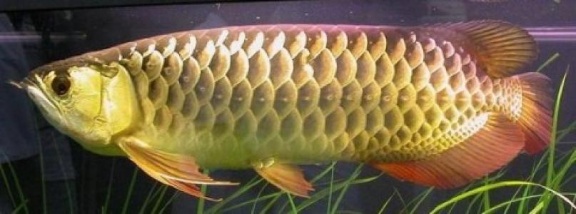 海鲜鱼图片 _ 第(9)张