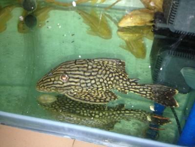 海鲜鱼图片 _ 第(12)张