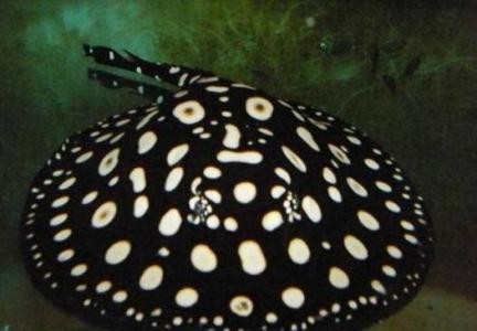 海鲜鱼图片 _ 第(11)张