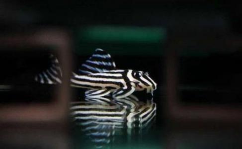 熊猫异形鱼图片 观赏鱼图片第3张
