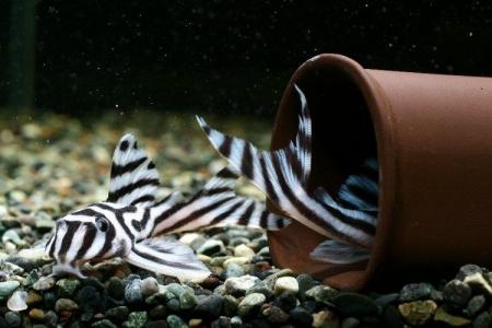 熊猫异形鱼图片 观赏鱼图片第6张