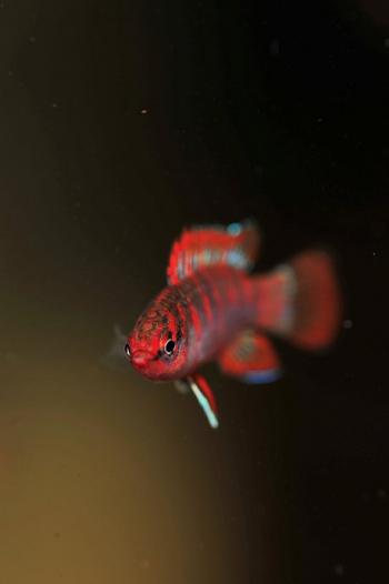 海鲜鱼图片 _ 第(12)张