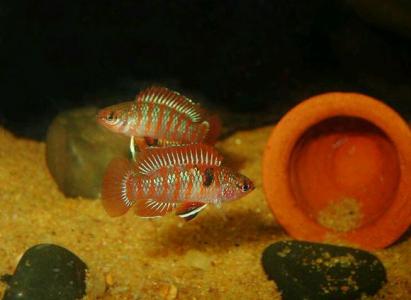 海鲜鱼图片 _ 第(17)张
