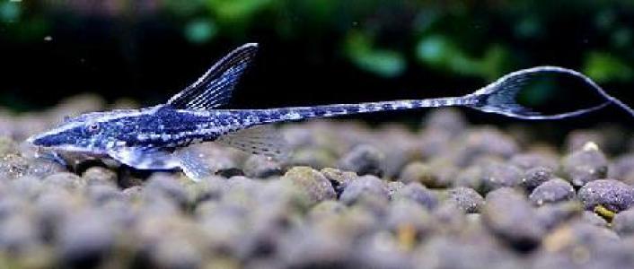 海鲜鱼图片 _ 第(10)张