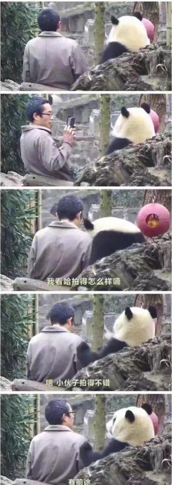 熊猫异形鱼图片 观赏鱼图片第3张