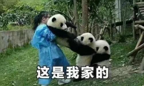 熊猫异形鱼图片 观赏鱼图片第4张