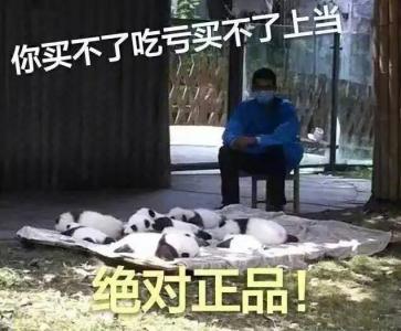 熊猫图片 _ 第(8)张