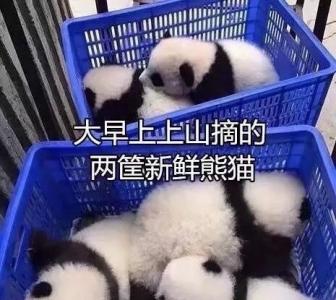 熊猫图片 _ 第(9)张