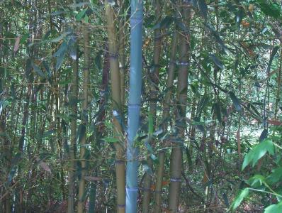 桂竹图片  桂竹木本野菜图片第3张