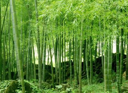 竹子第4张
