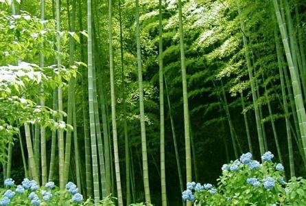 竹子第6张