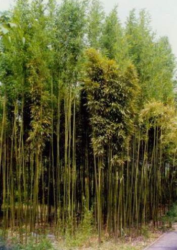 图片 _ 第(8)张