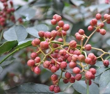 花卉图片 _ 第(4)张