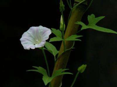 花卉图片 _ 第(5)张