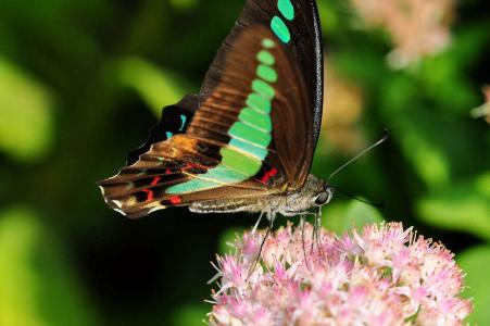 青凤蝶图片 _ 第(10)张